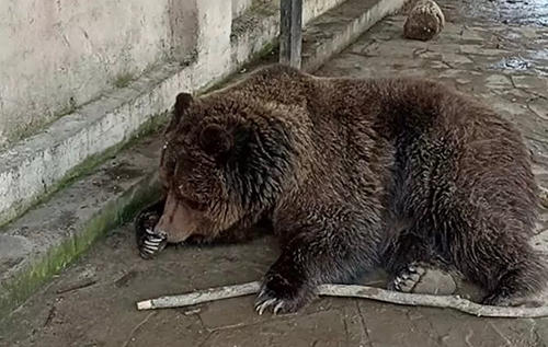 В окупованому Криму згорів зоопарк: загинули сотні екзотичних тварин
